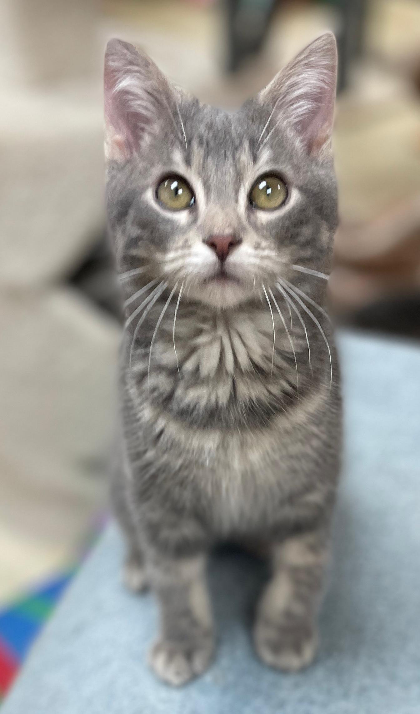 Enlarge Shamus (Needs to be Adopted w/Littermate), a Adoptable Domestic Short Hair in Neillsville, WI image 1/4