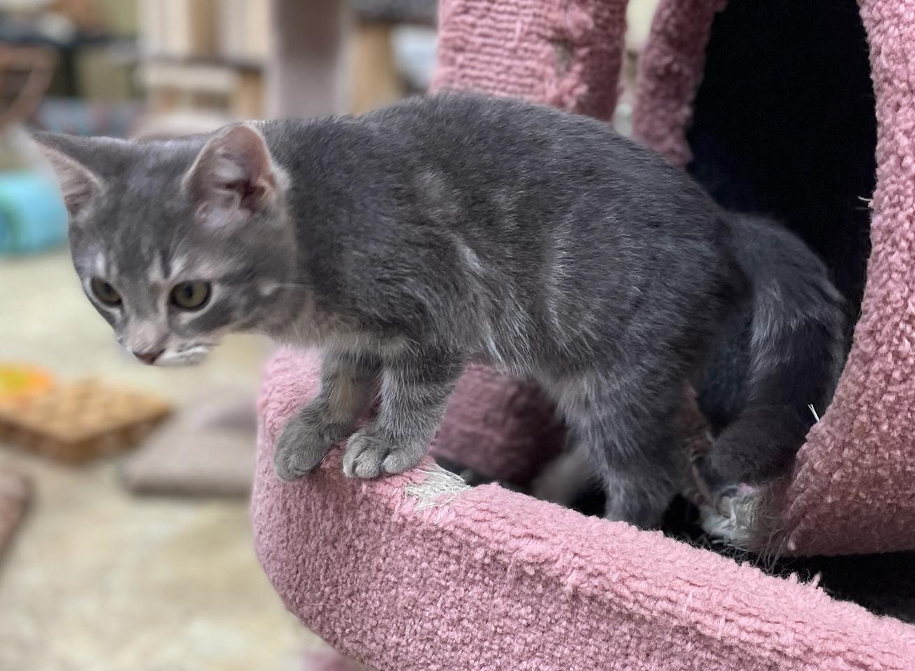 Enlarge Shamus (Needs to be Adopted w/Littermate), a Adoptable Domestic Short Hair in Neillsville, WI image 4/4