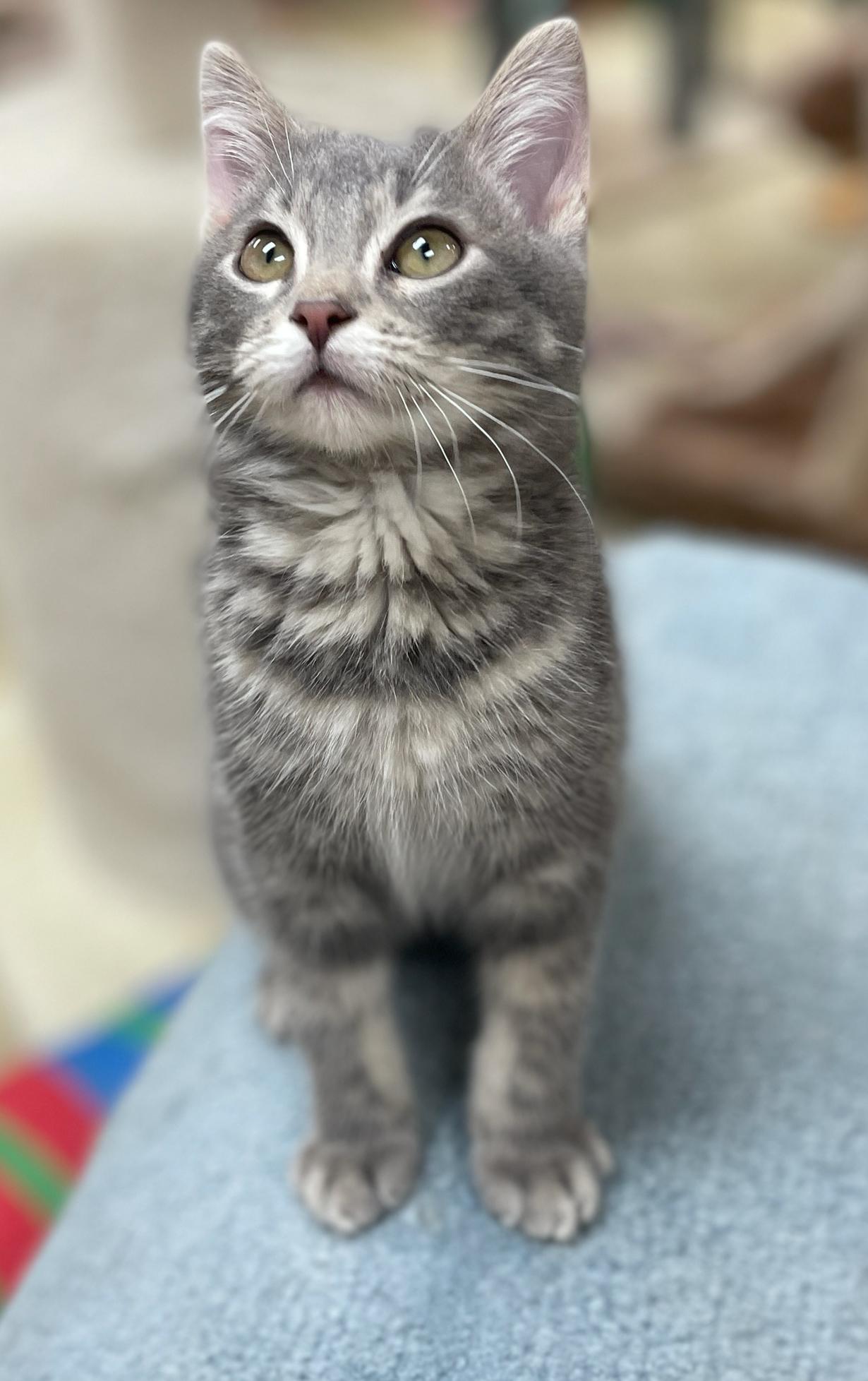 Enlarge Shamus (Needs to be Adopted w/Littermate), a Adoptable Domestic Short Hair in Neillsville, WI image 3/4