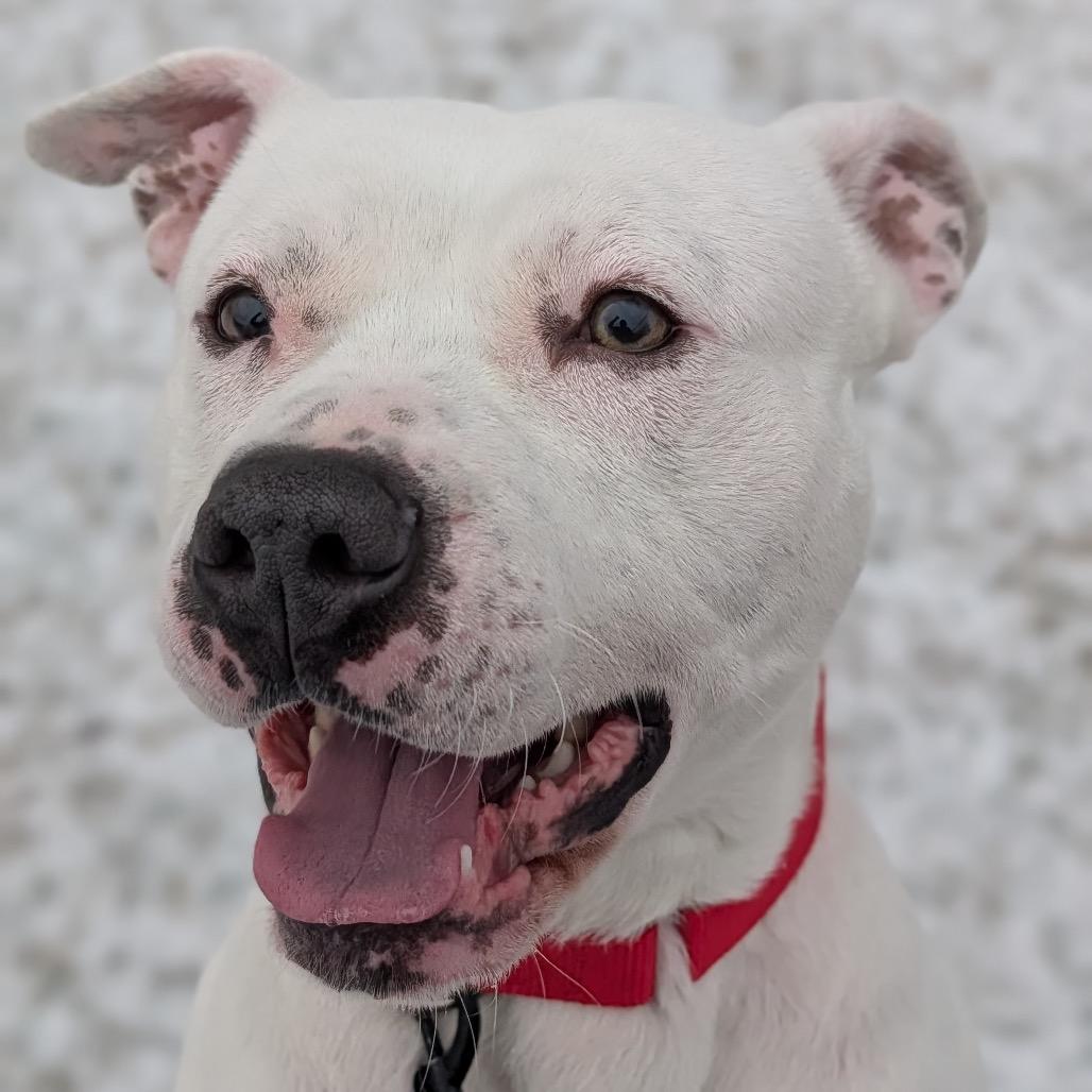 Enlarge Rooney, a Adoptable Mixed Breed in Naperville, IL image 1/1