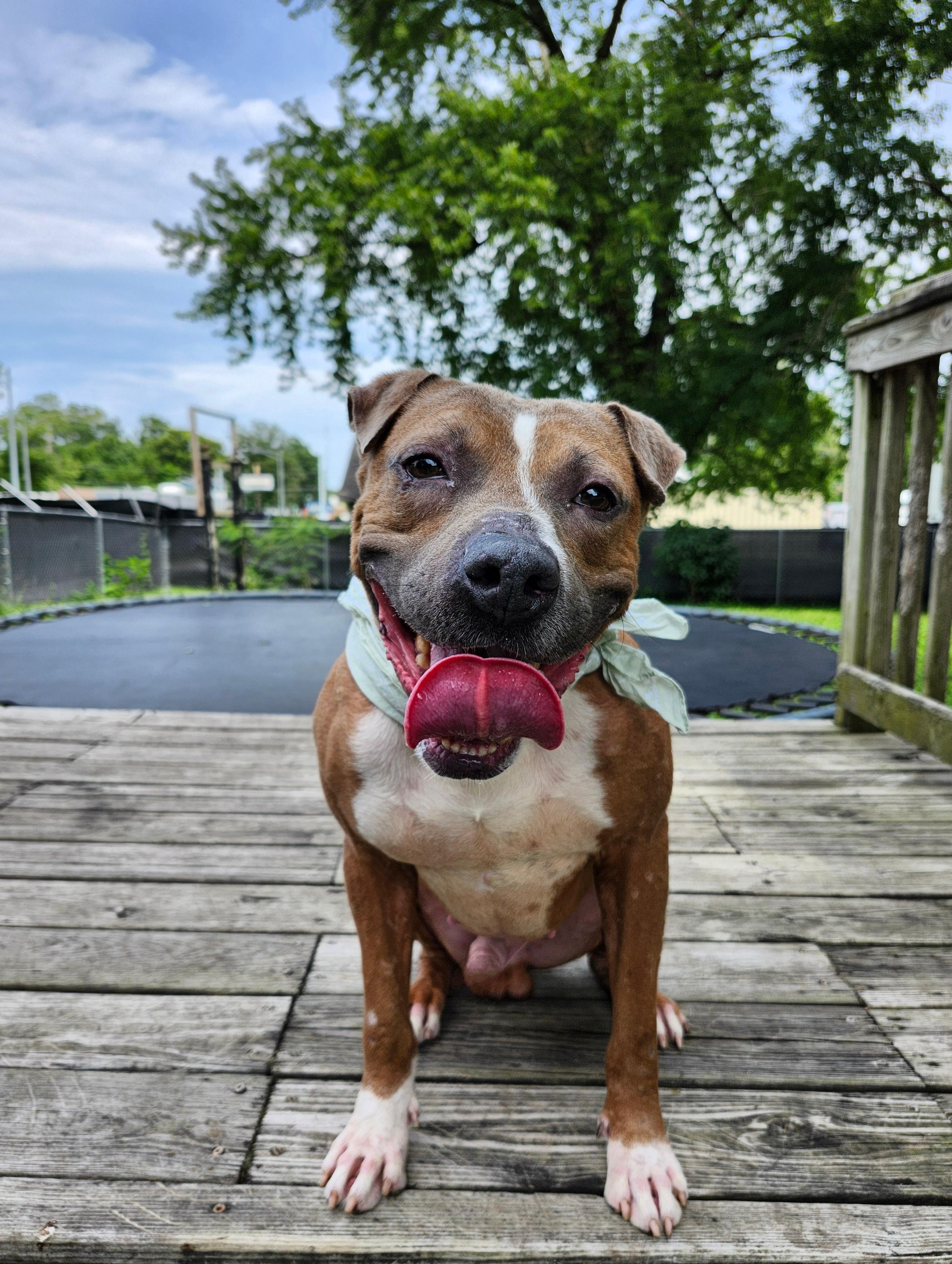 Rocky, a Adoptable mixed breed in Marshall, MO image 1/3