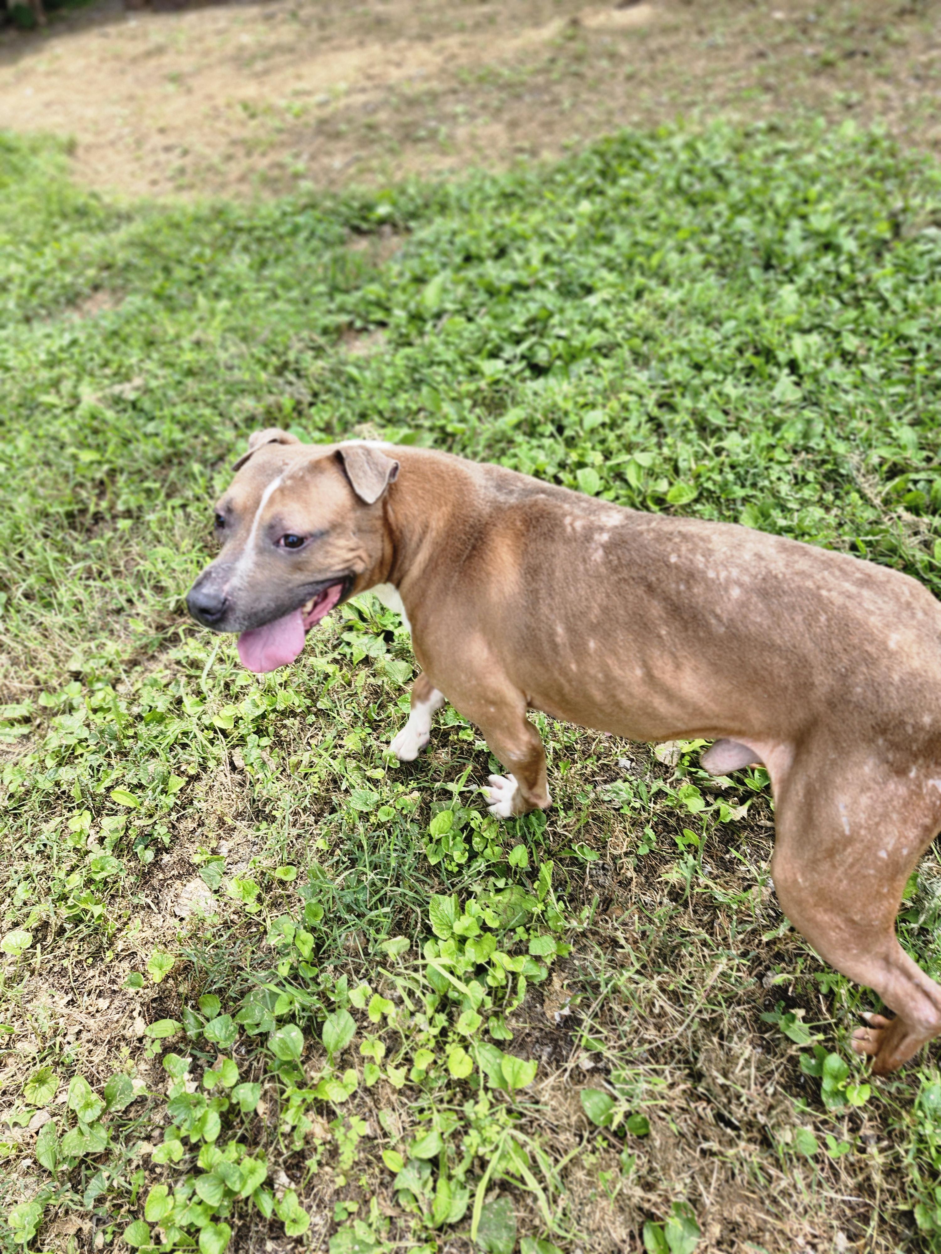 Rocky, a Adoptable mixed breed in Marshall, MO image 2/3