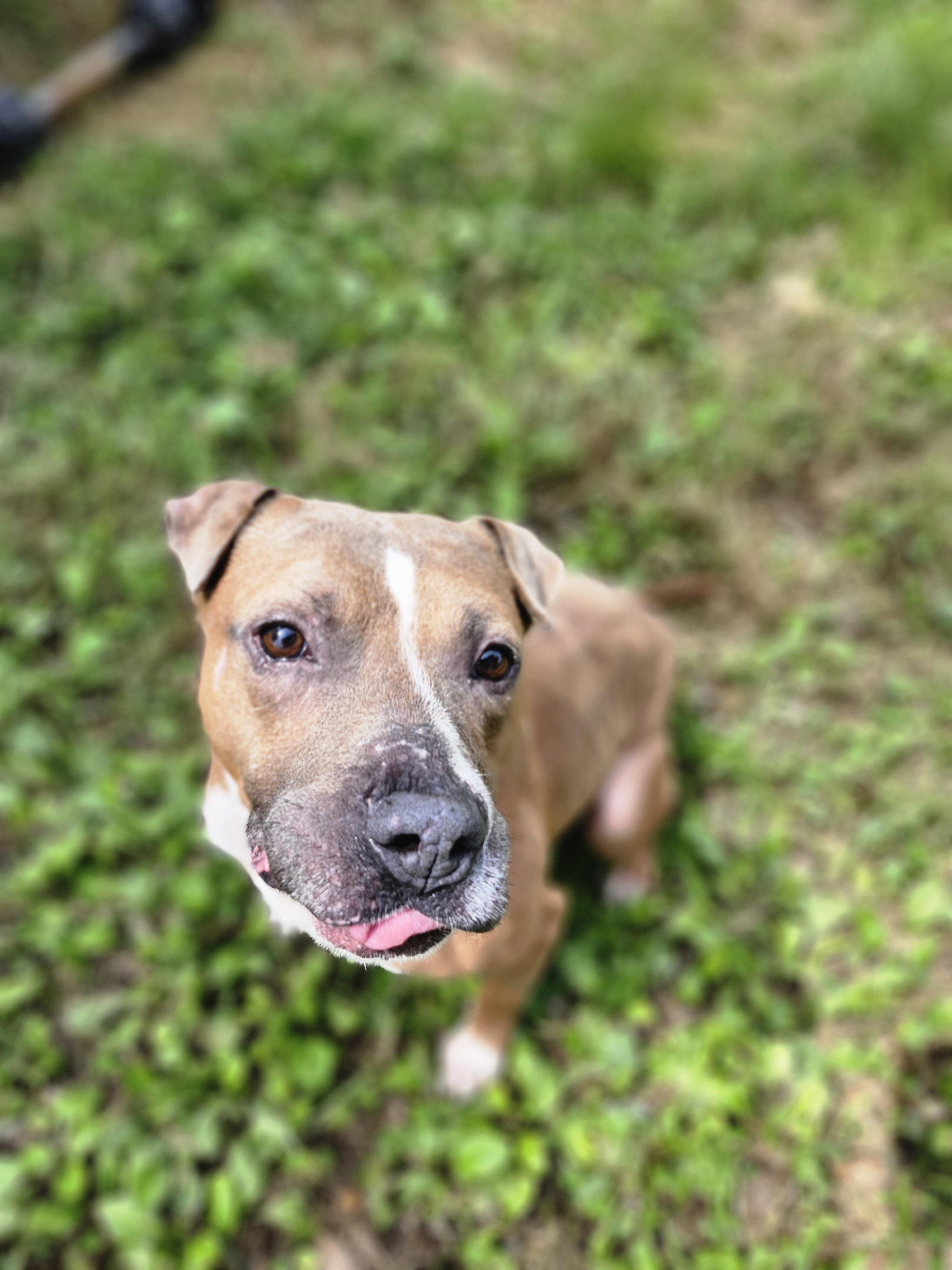 Rocky, a Adoptable mixed breed in Marshall, MO image 3/3