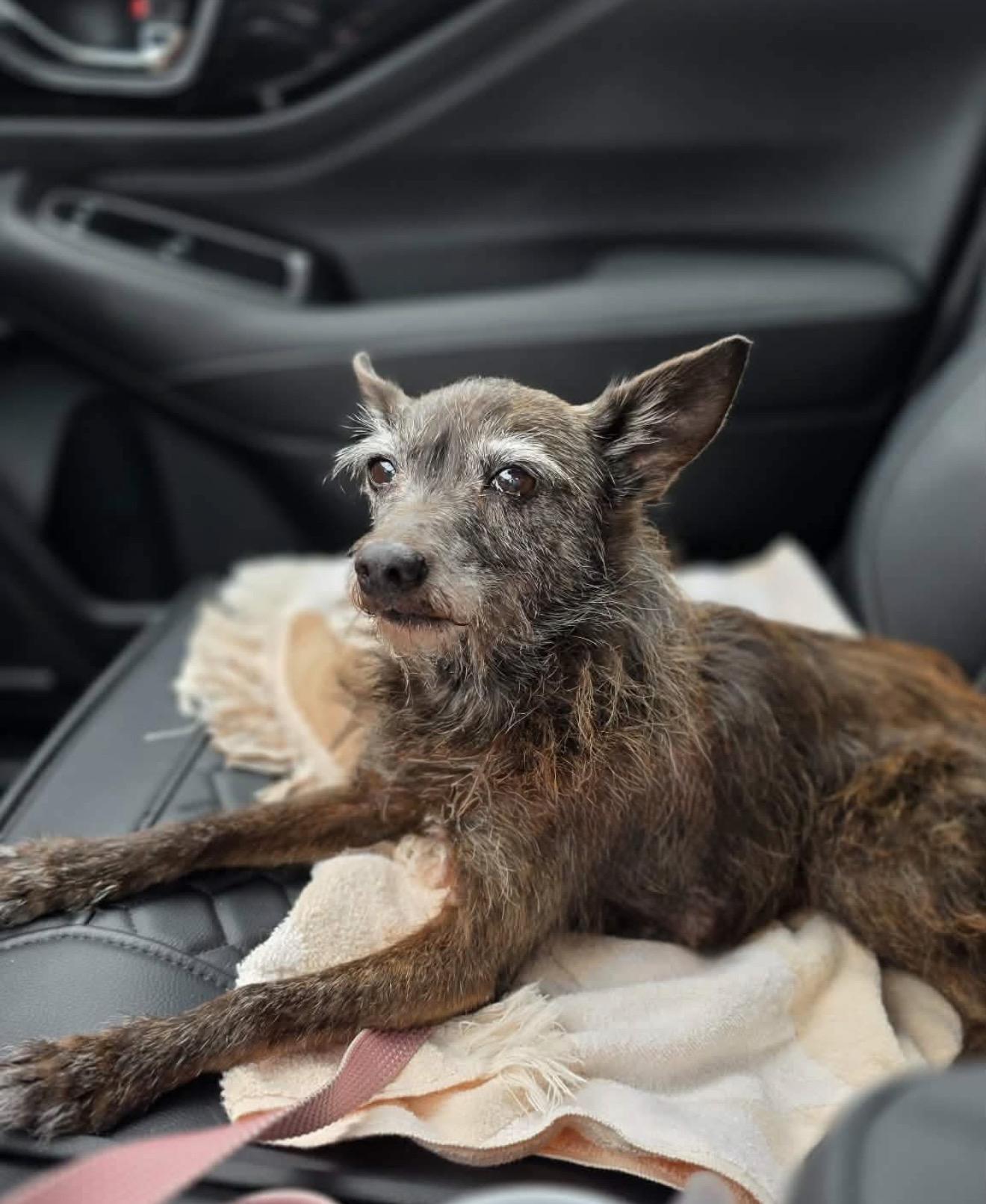 Coco, an adopted mixed breed in Milton, FL image 2/4