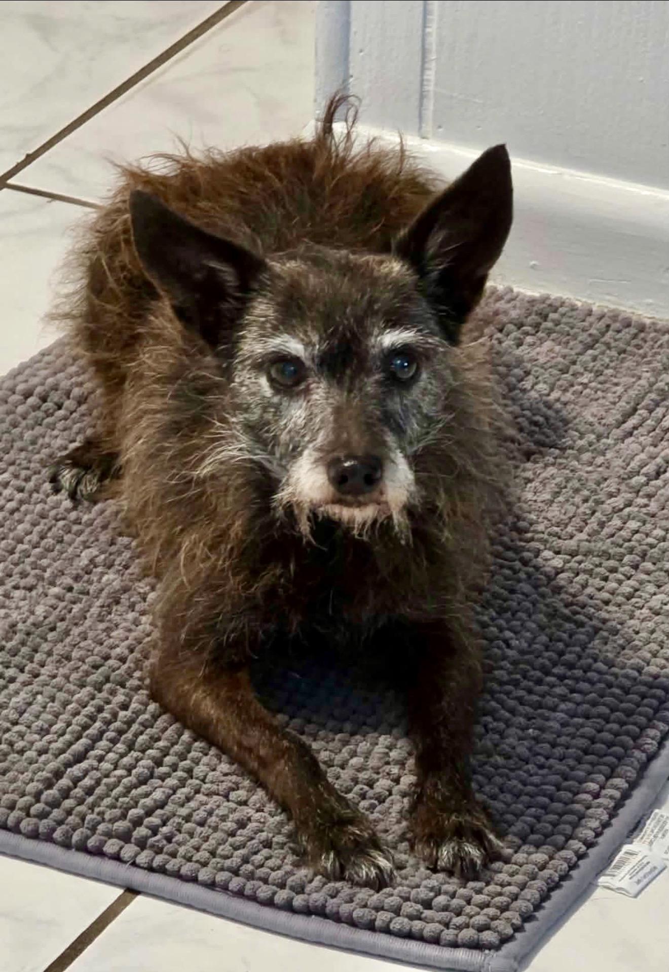 Coco, an adopted mixed breed in Milton, FL image 1/4