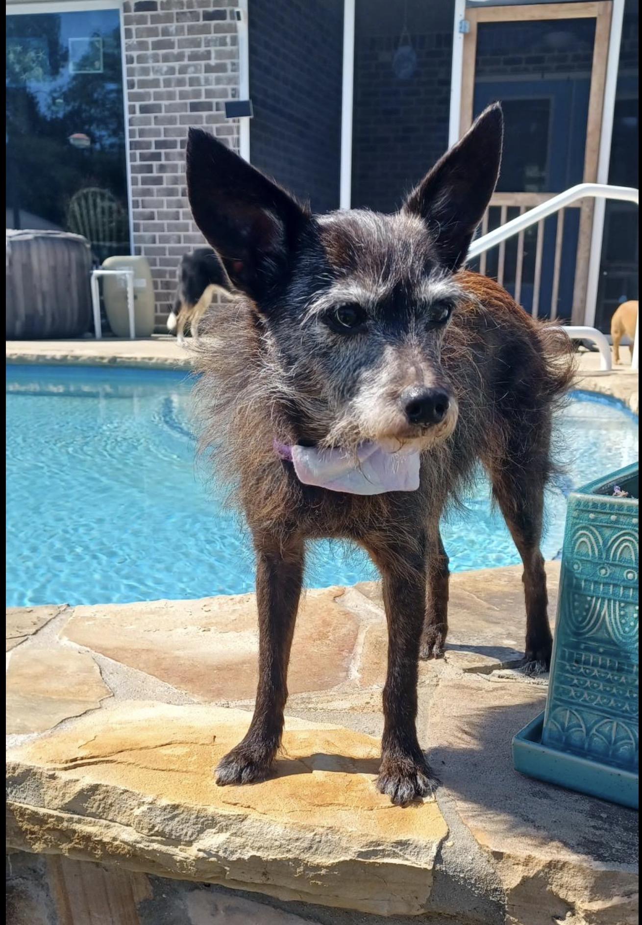 Coco, an adopted mixed breed in Milton, FL image 3/4