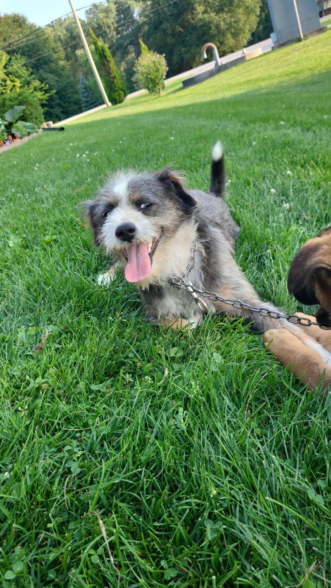 Enlarge Luca, a Adoptable mixed breed in Vienna, ON image 1/4