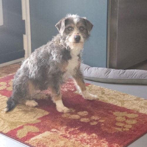 Enlarge Luca, a Adoptable mixed breed in Vienna, ON image 2/4