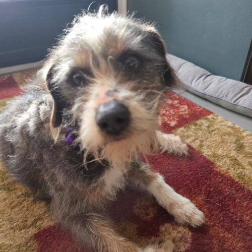 Enlarge Luca, a Adoptable mixed breed in Vienna, ON image 3/4