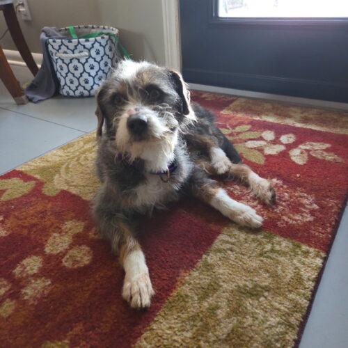 Enlarge Luca, a Adoptable mixed breed in Vienna, ON image 4/4