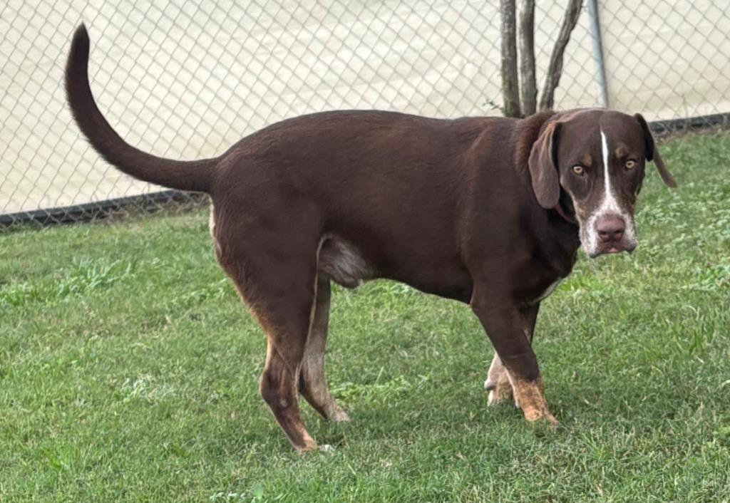 Choppa, a Adoptable Mixed Breed in Ocala, FL image 1/5