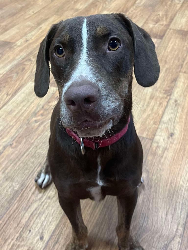 Enlarge Choppa, a Adoptable Mixed Breed in Ocala, FL image 4/5