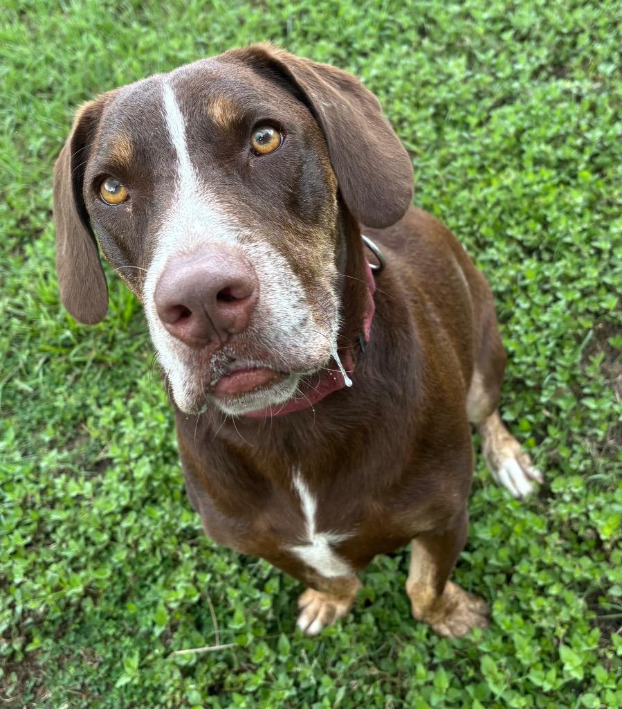 Enlarge Choppa, a Adoptable Mixed Breed in Ocala, FL image 5/5