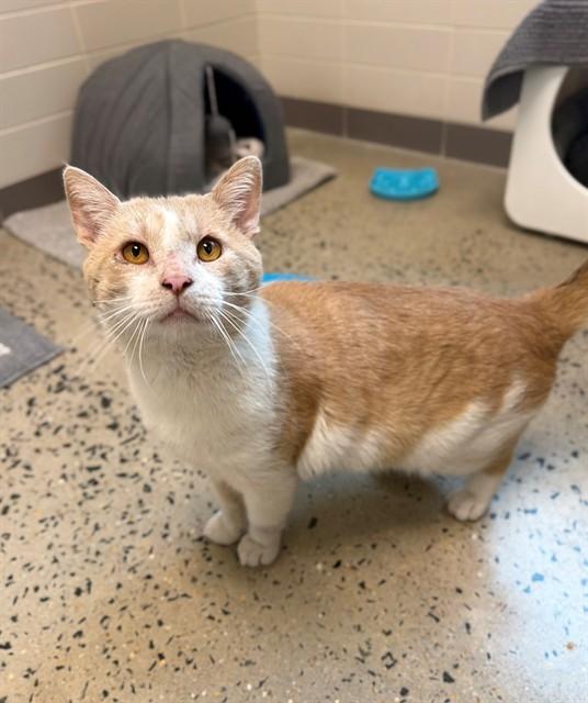 Enlarge BANANARAMA, a Adoptable Domestic Short Hair in Leesburg, VA image 1/1