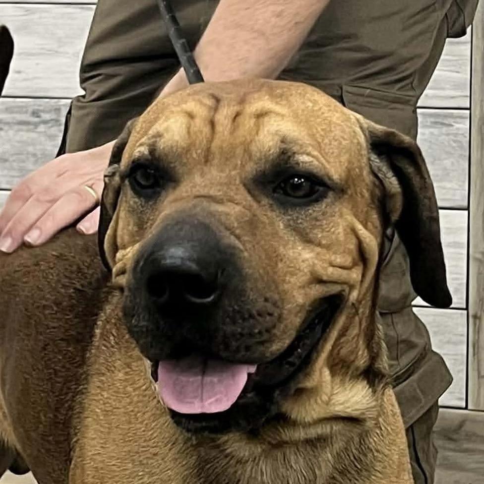 Ace, Adoptable, Adult Male Shar-Pei & Black Mouth Cur.