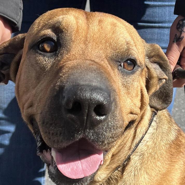 Ace, a Adoptable mixed breed in Jacksonville, FL image 2/2