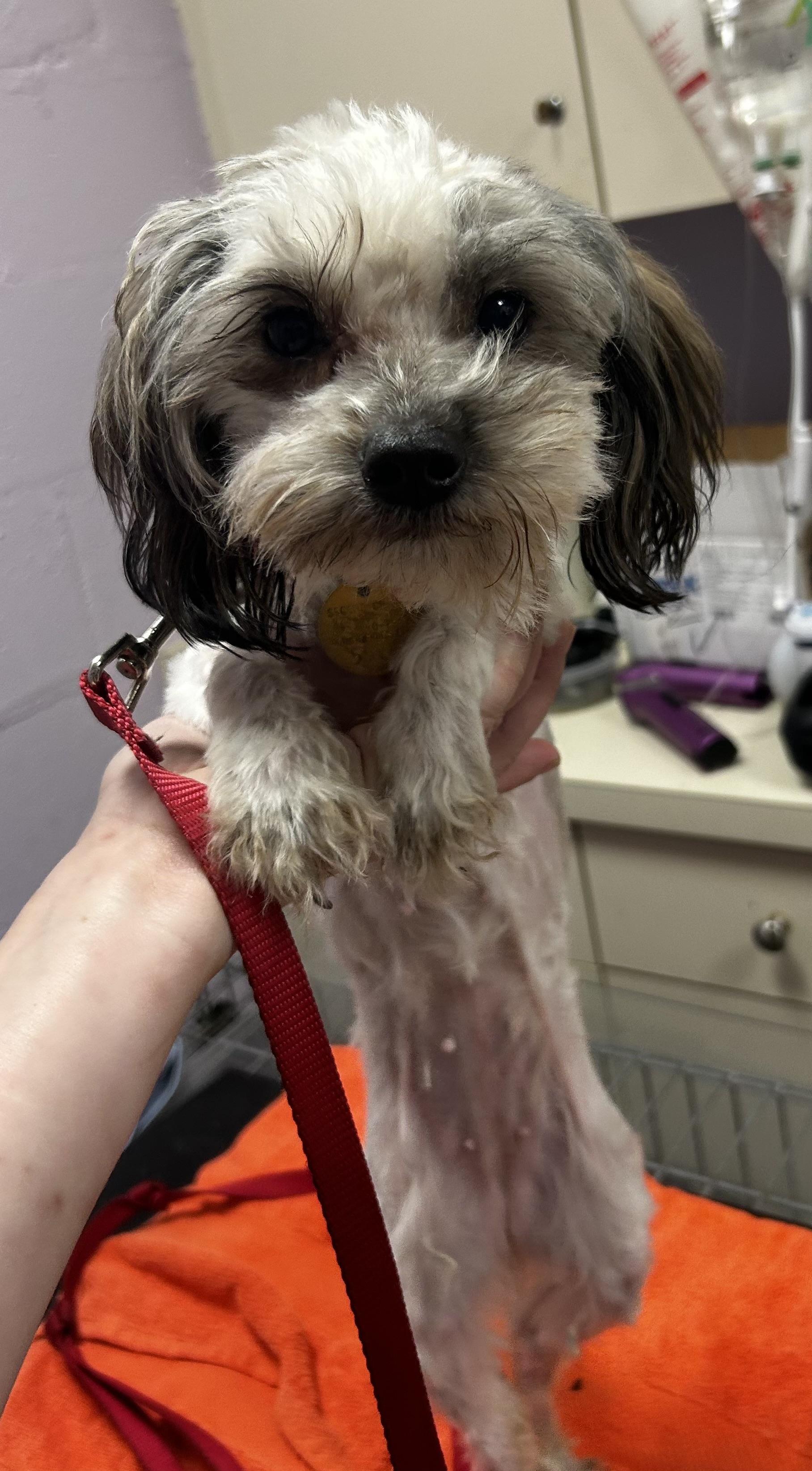 Vera, an adoptable Maltese, Morkie in Oak Ridge, NJ, 07438 | Photo Image 2