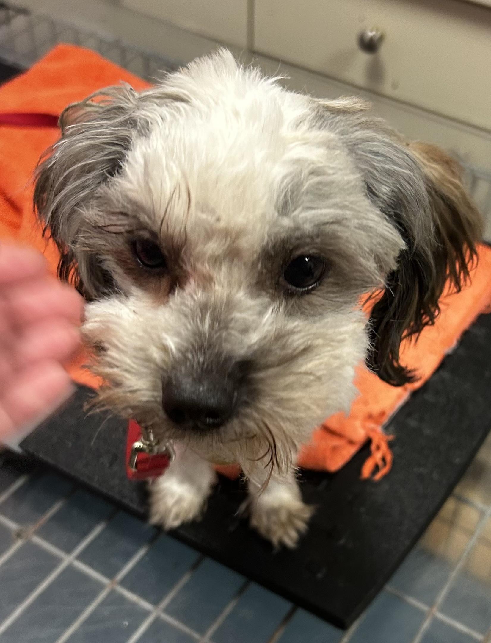 Vera, an adoptable Maltese, Morkie in Oak Ridge, NJ, 07438 | Photo Image 1