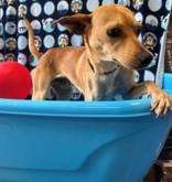 Hi my name is Duke I am a 1-year-old terrier mix I am sweet loving and just want a person