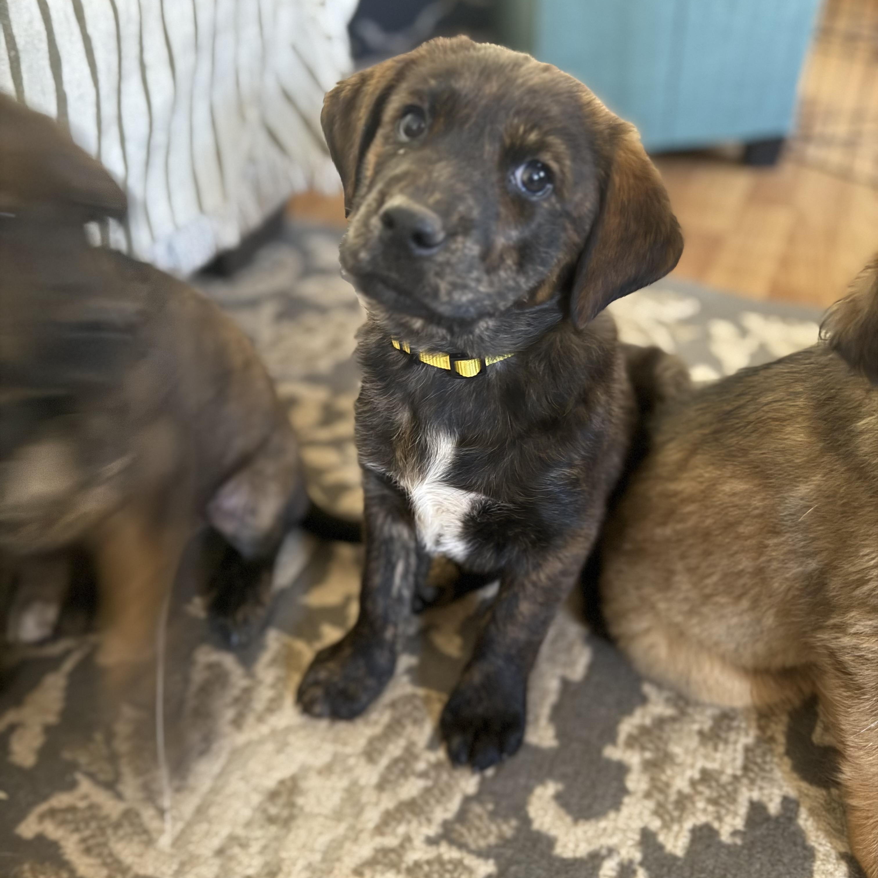 Sienna (S4F), adopted, Puppy Female German Shepherd Dog.