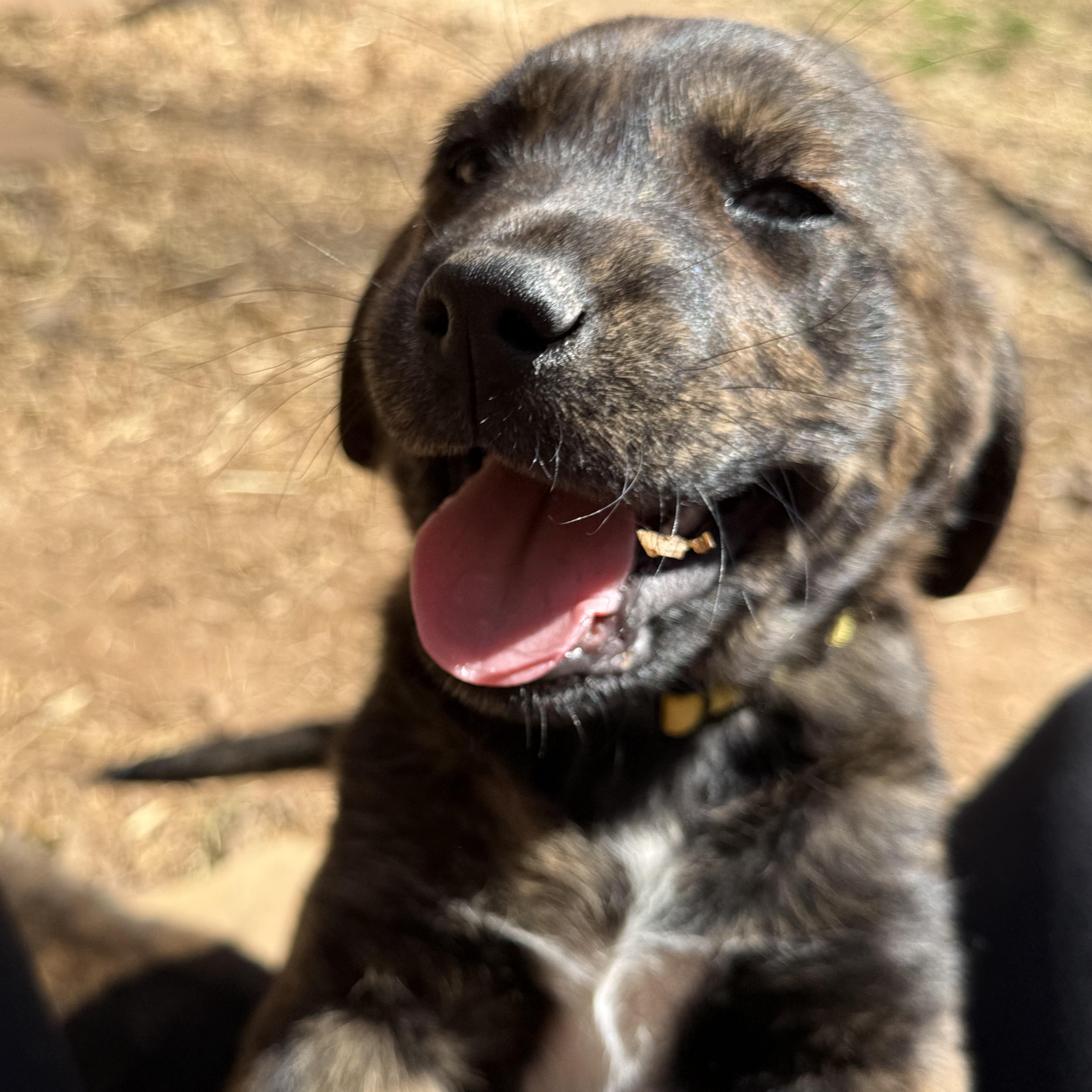 Enlarge Sienna (S4F), an adopted mixed breed in Stuart, VA image 5/6