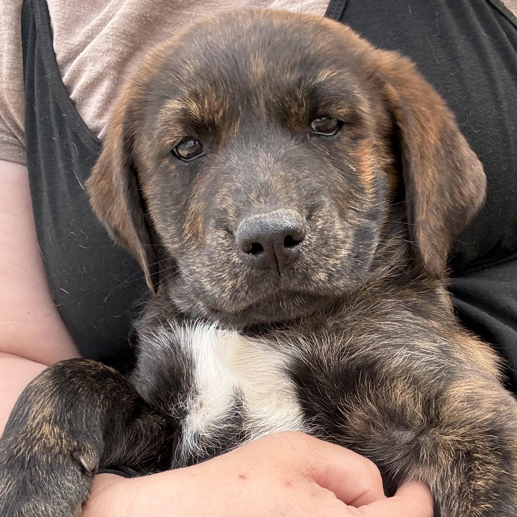 Enlarge Sienna (S4F), an adopted mixed breed in Stuart, VA image 3/6