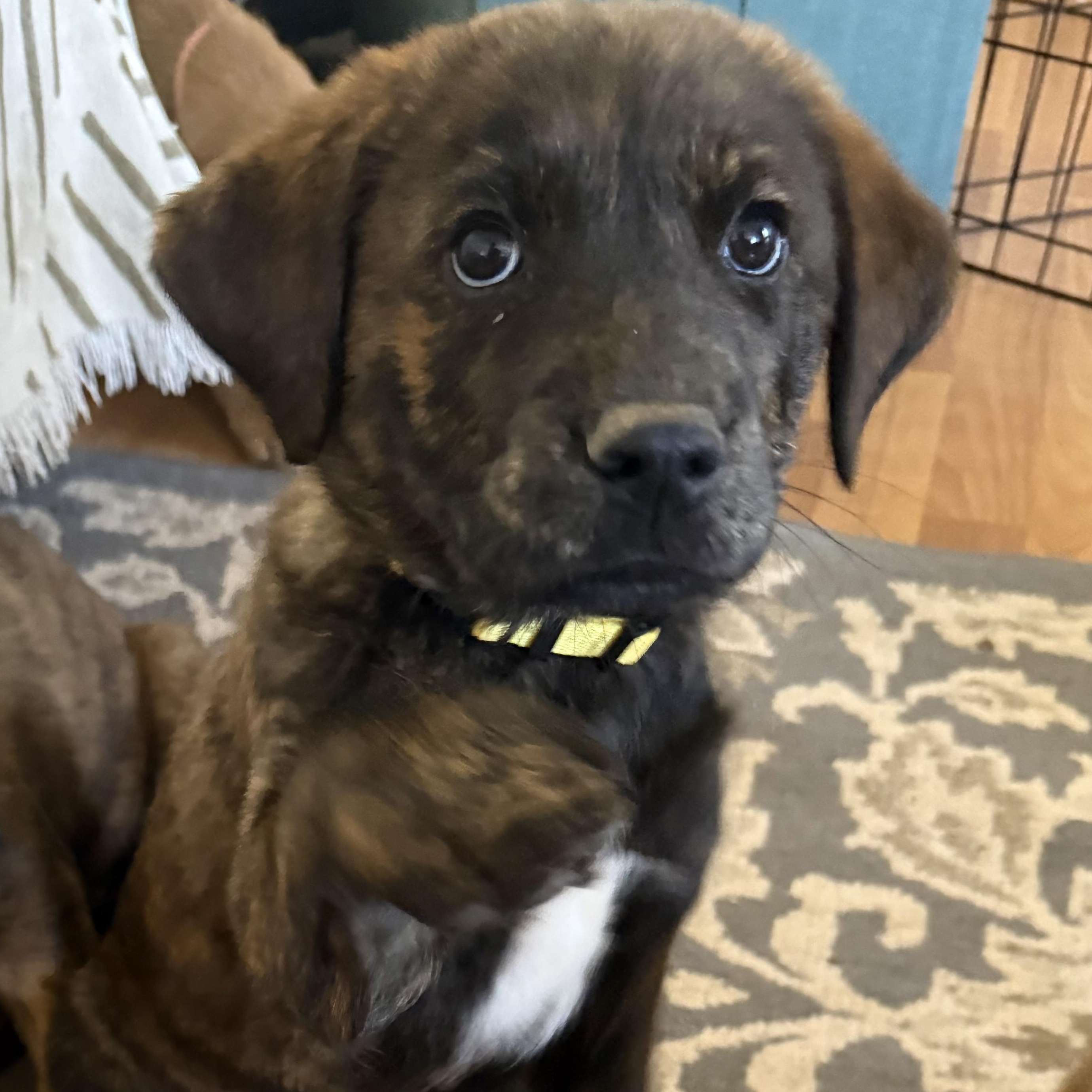 Enlarge Sienna (S4F), an adopted mixed breed in Stuart, VA image 4/6