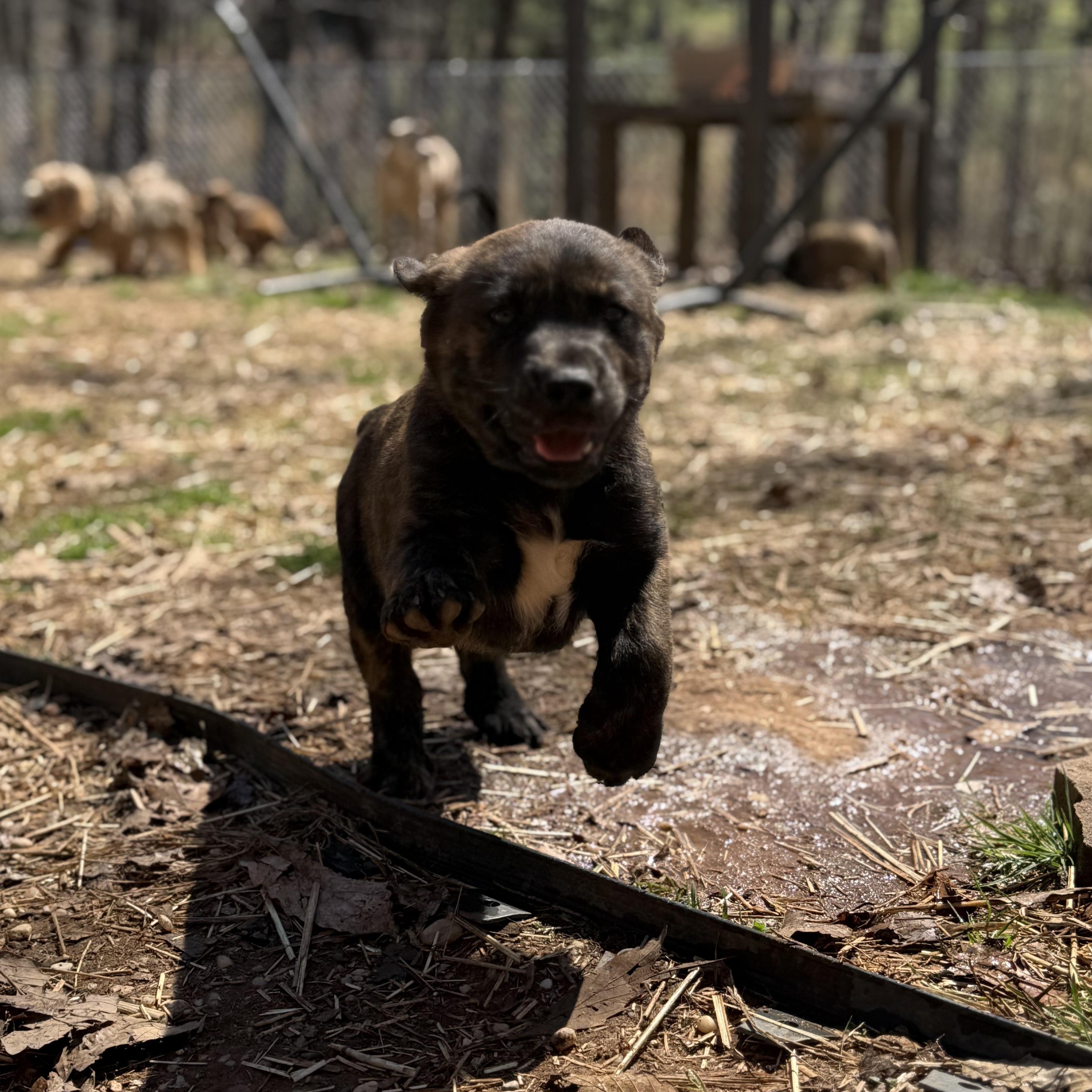 Enlarge Sienna (S4F), an adopted mixed breed in Stuart, VA image 6/6
