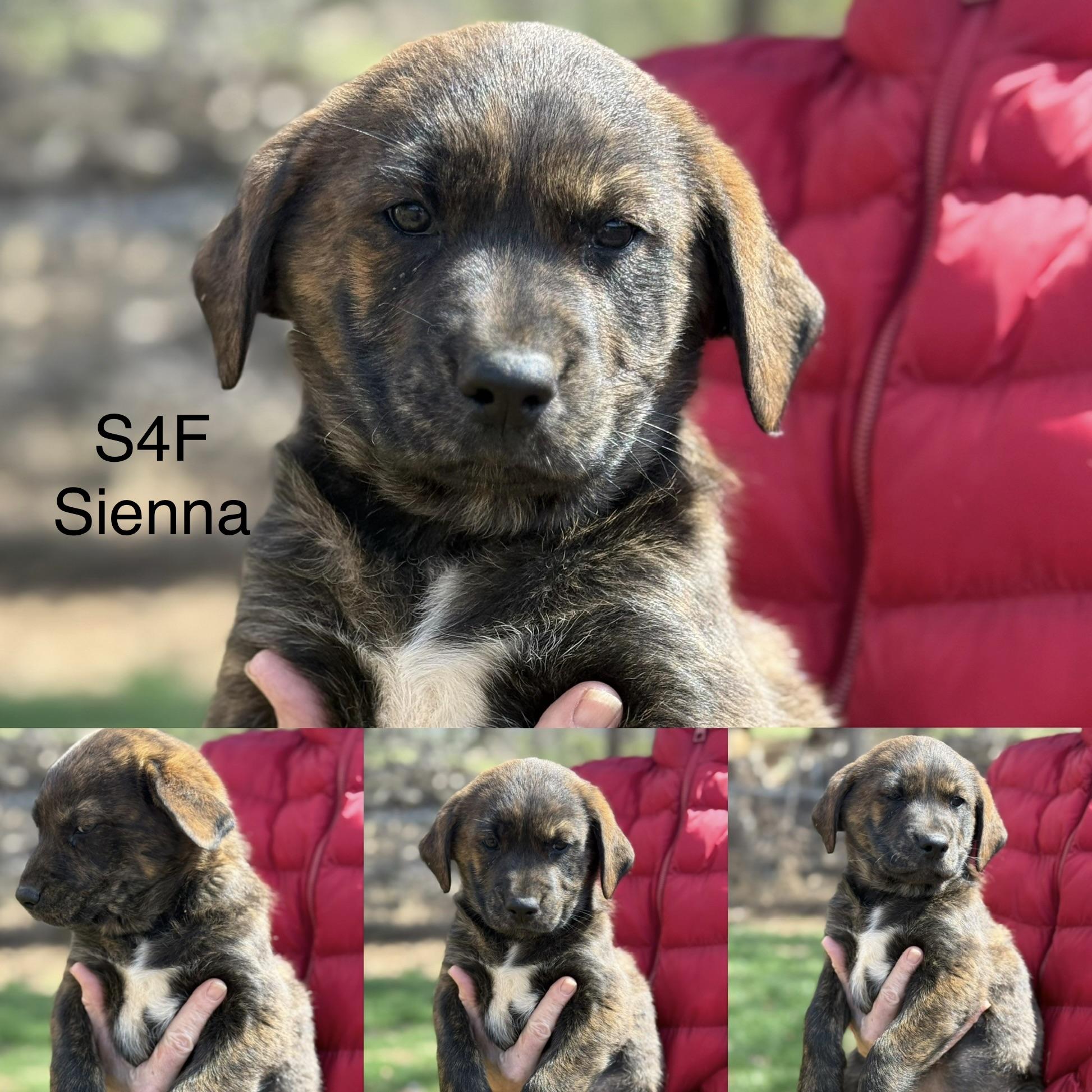 Enlarge Sienna (S4F), an adopted mixed breed in Stuart, VA image 2/6