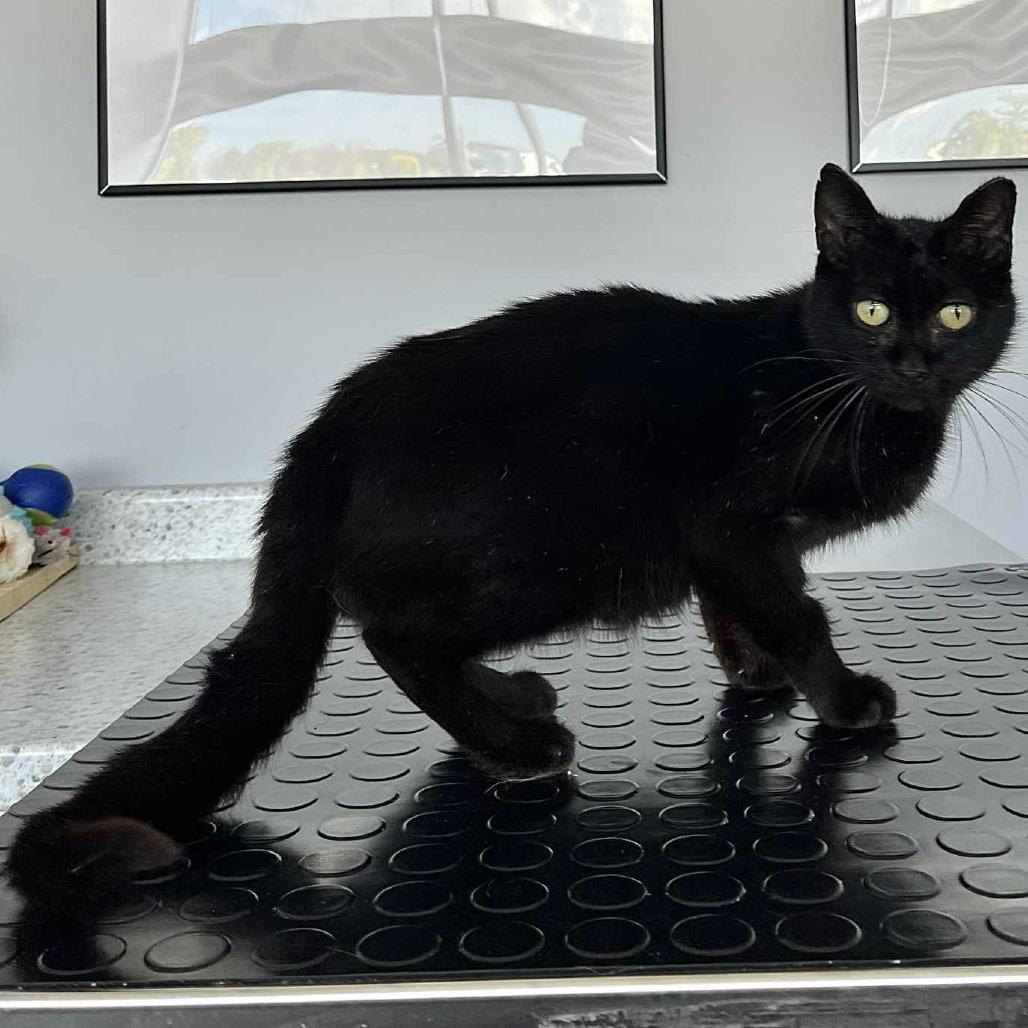 Friday, adopted, Adult Female Domestic Short Hair.