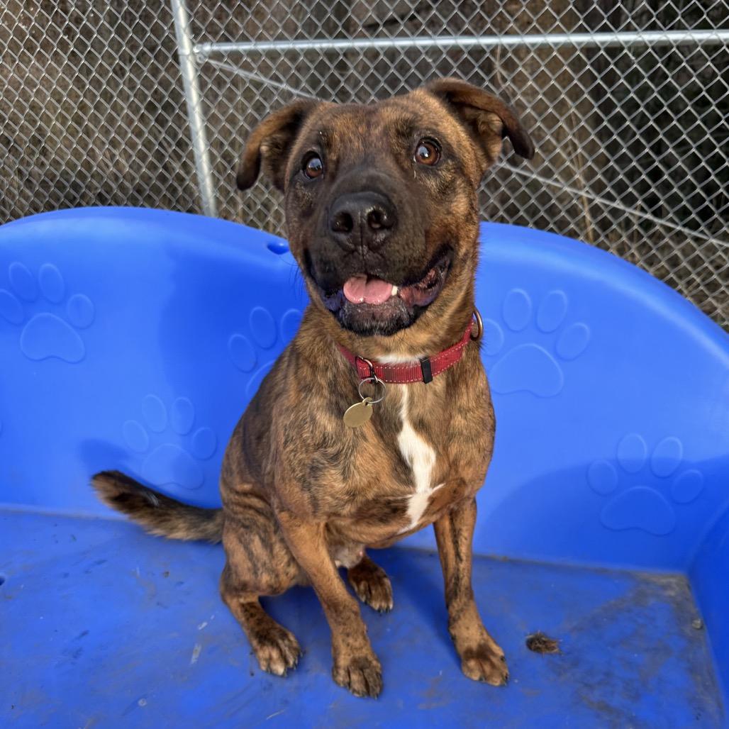 Enlarge Tamarack, a Adoptable Mixed Breed in Priest River, ID image 1/6