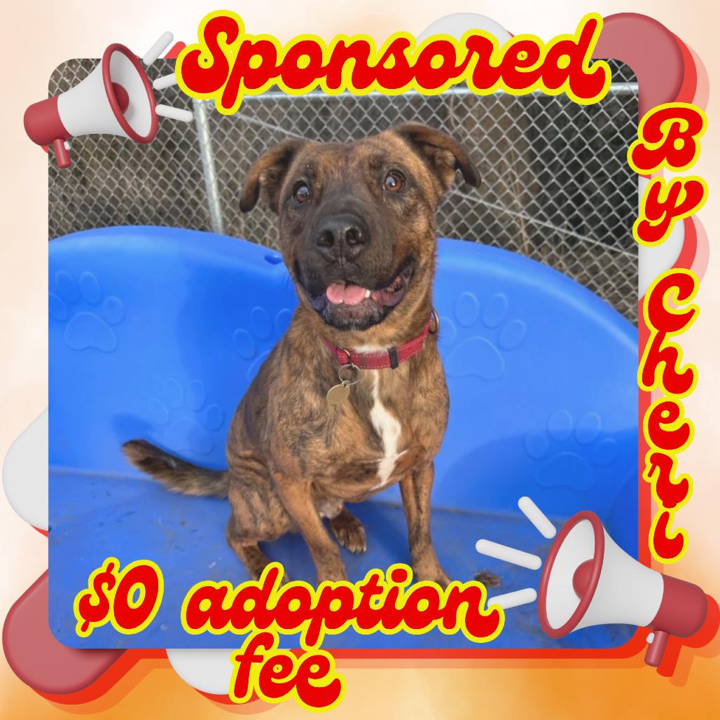 Enlarge Tamarack, a Adoptable Mixed Breed in Priest River, ID image 1/6