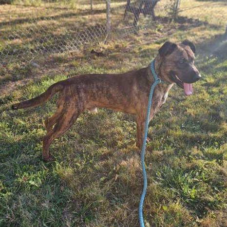 Tamarack, a Adoptable Mixed Breed in Priest River, ID image 1/6