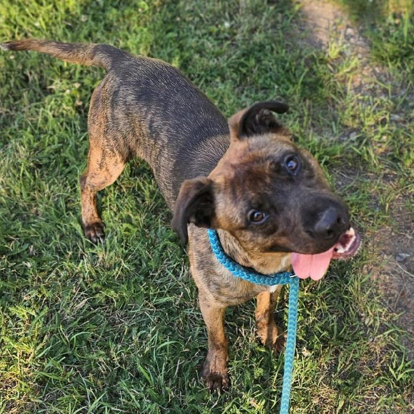Tamarack, a Adoptable Mixed Breed in Priest River, ID image 2/6