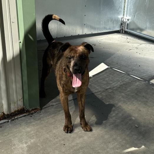 Tamarack, a Adoptable Mixed Breed in Priest River, ID image 3/6