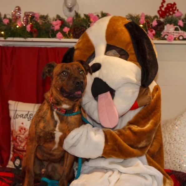 Enlarge Tamarack, a Adoptable Mixed Breed in Priest River, ID image 4/6