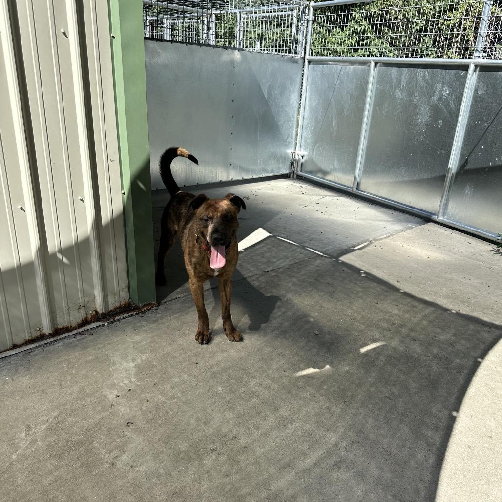 Tamarack, a Adoptable Mixed Breed in Priest River, ID image 4/6