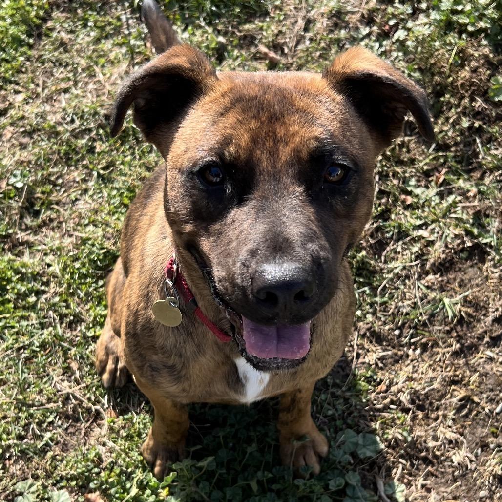 Tamarack, a Adoptable Mixed Breed in Priest River, ID image 5/6