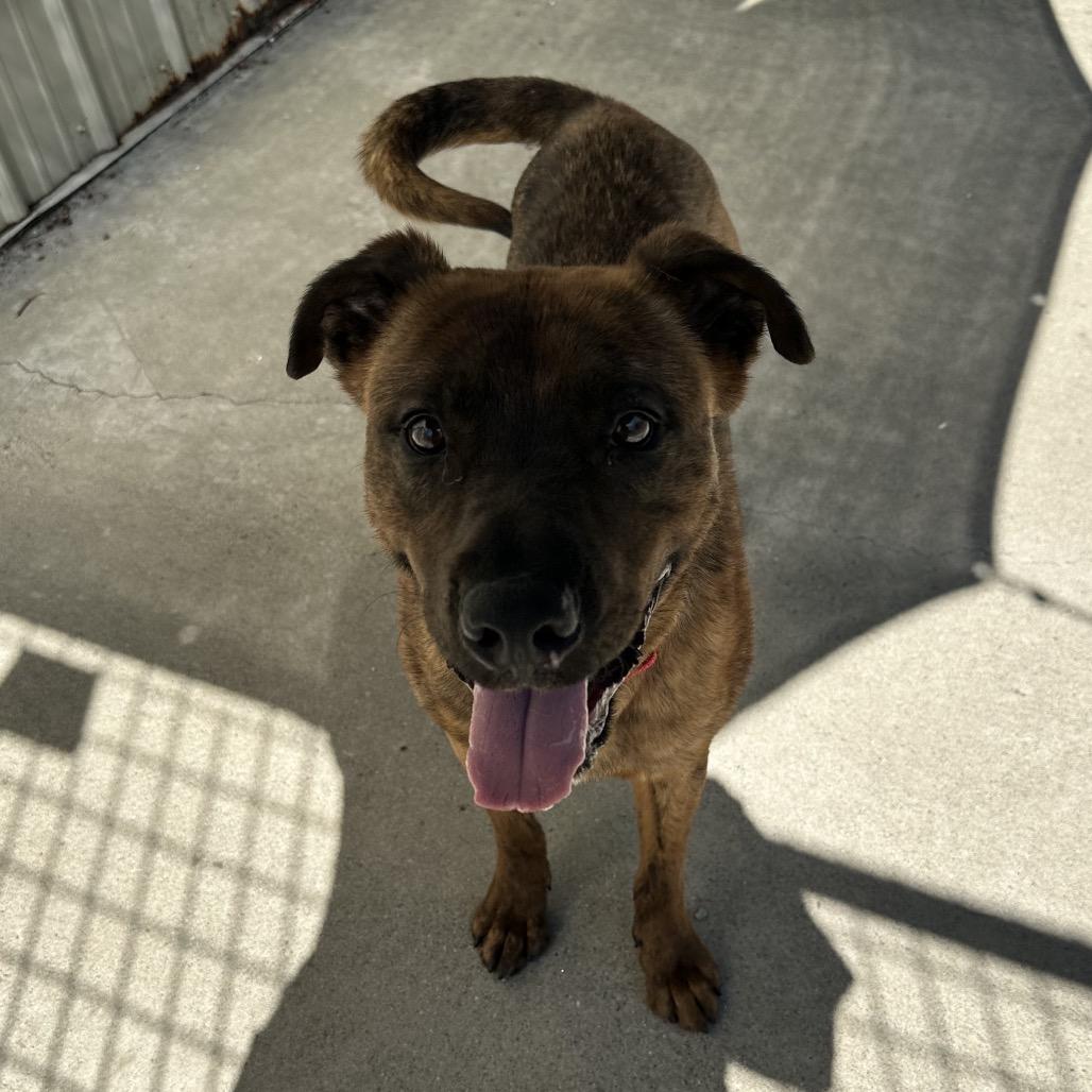 Tamarack, a Adoptable Mixed Breed in Priest River, ID image 6/6