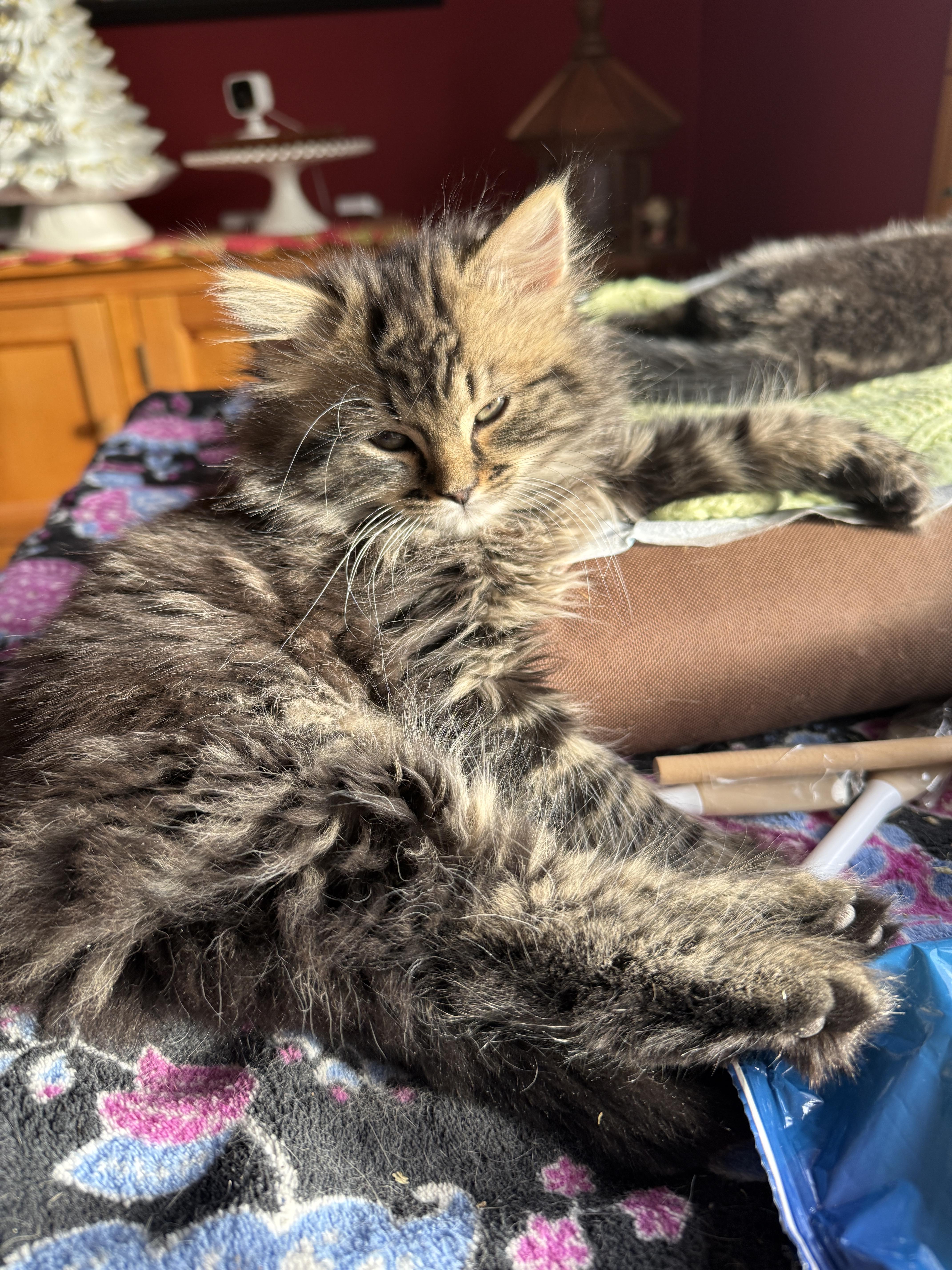 Enlarge Hazel, Moose, Meg & Tulah , a ADOPTABLE Domestic Short Hair in Canton, MA image 4/6