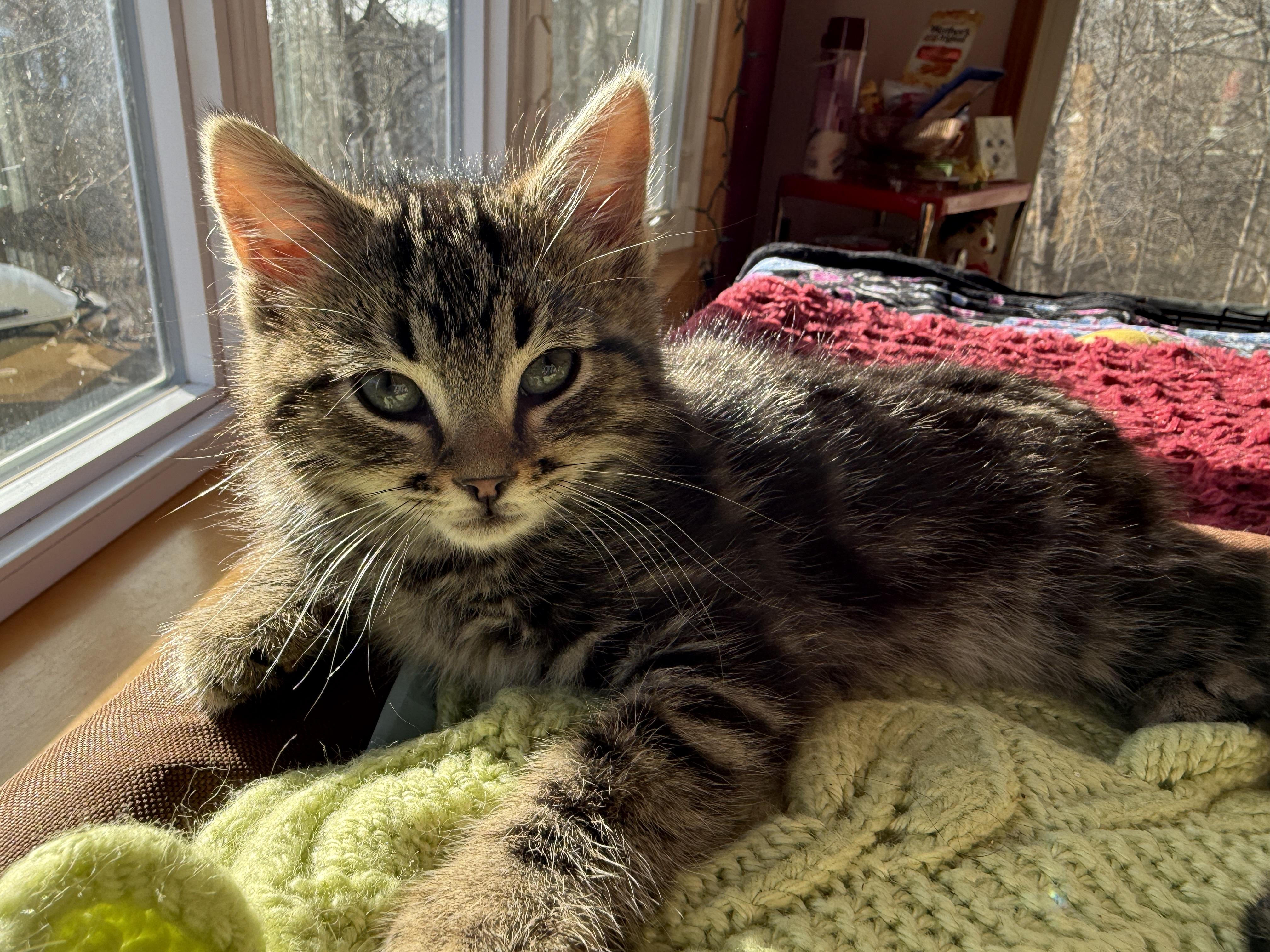 Hazel, Moose, Meg & Tulah , ADOPTABLE, Kitten Female Domestic Short Hair.