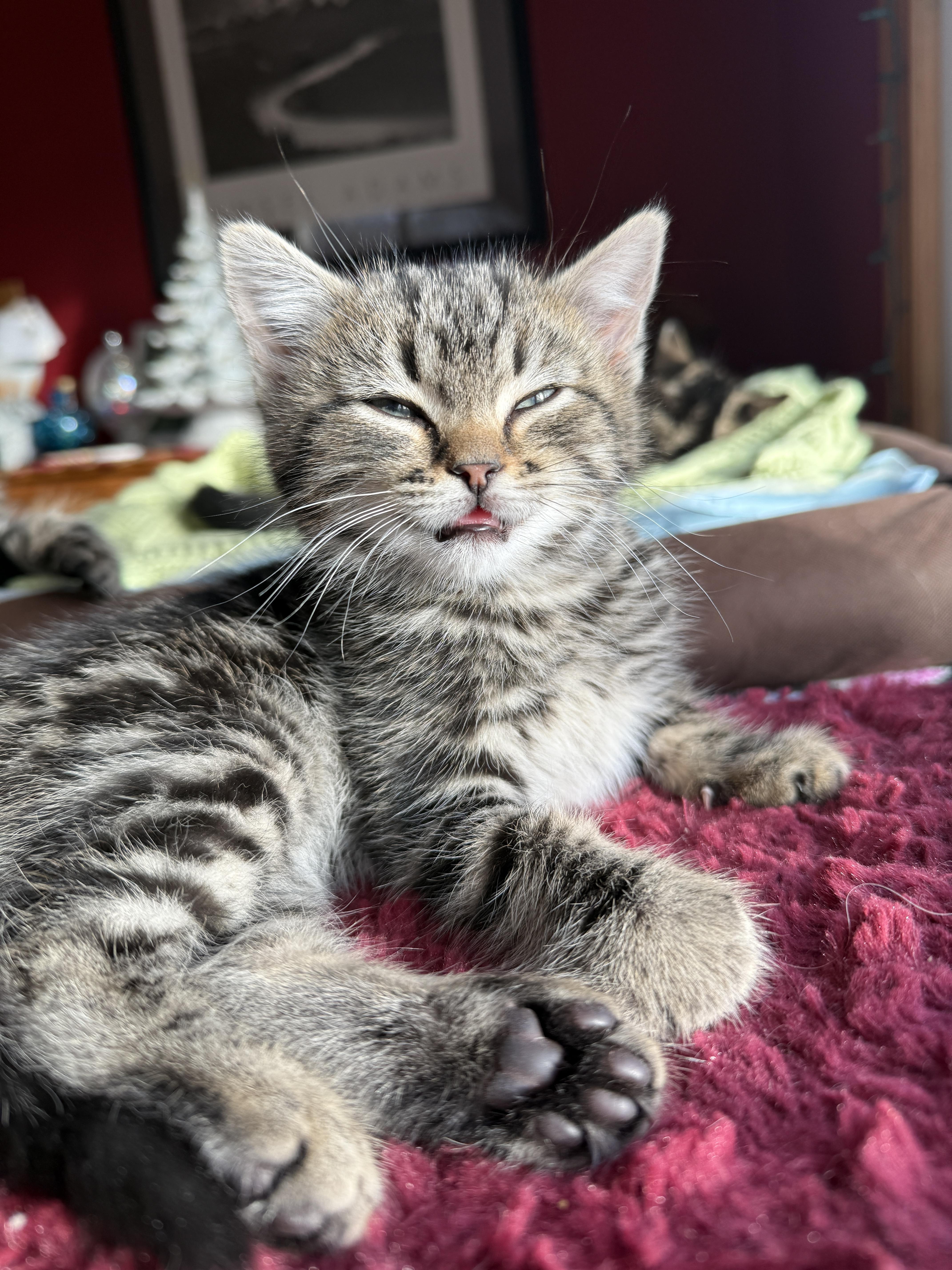 Enlarge Hazel, Moose, Meg & Tulah , a ADOPTABLE Domestic Short Hair in Canton, MA image 6/6