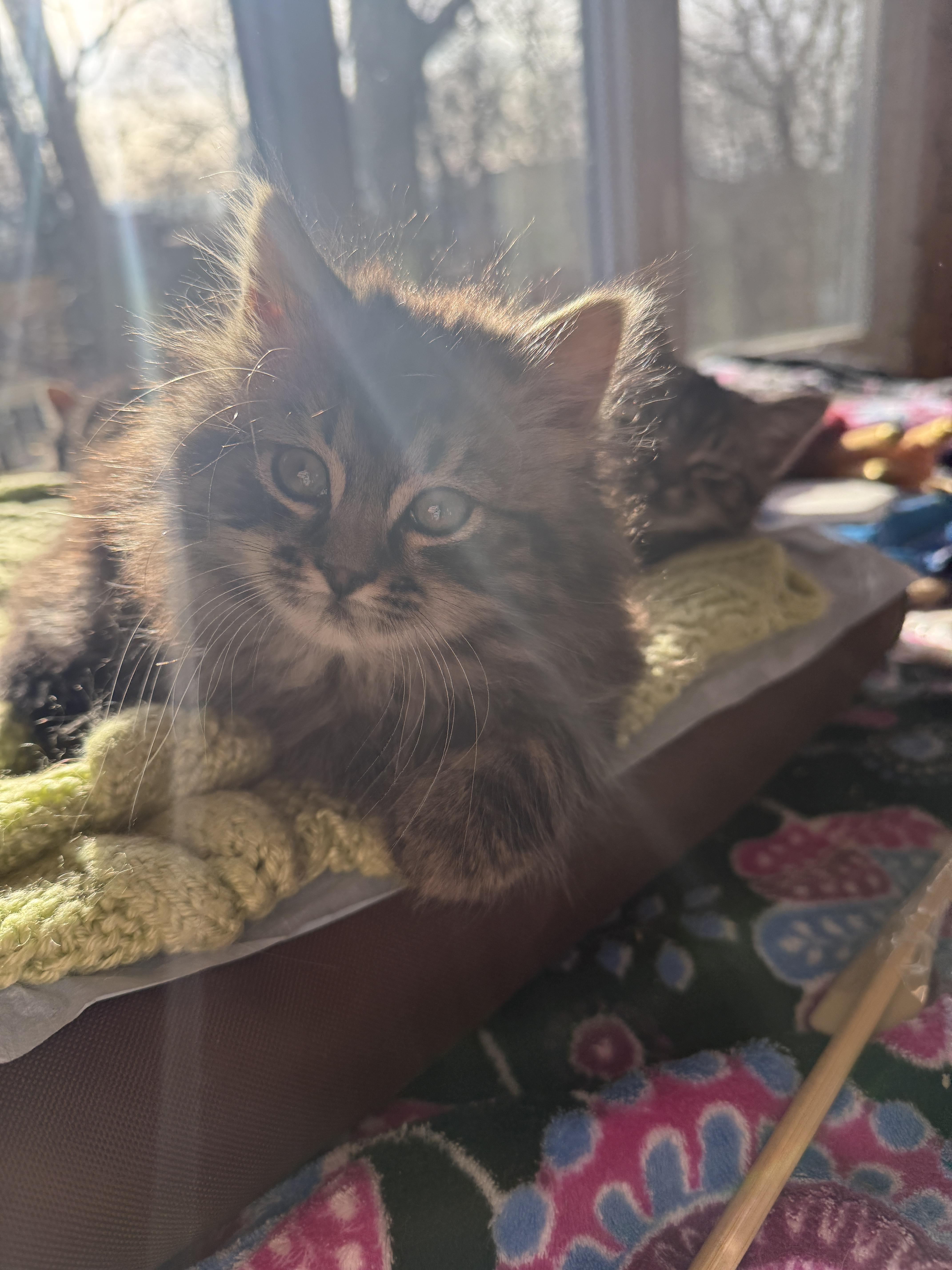 Enlarge Hazel, Moose, Meg & Tulah , a ADOPTABLE Domestic Short Hair in Canton, MA image 5/6