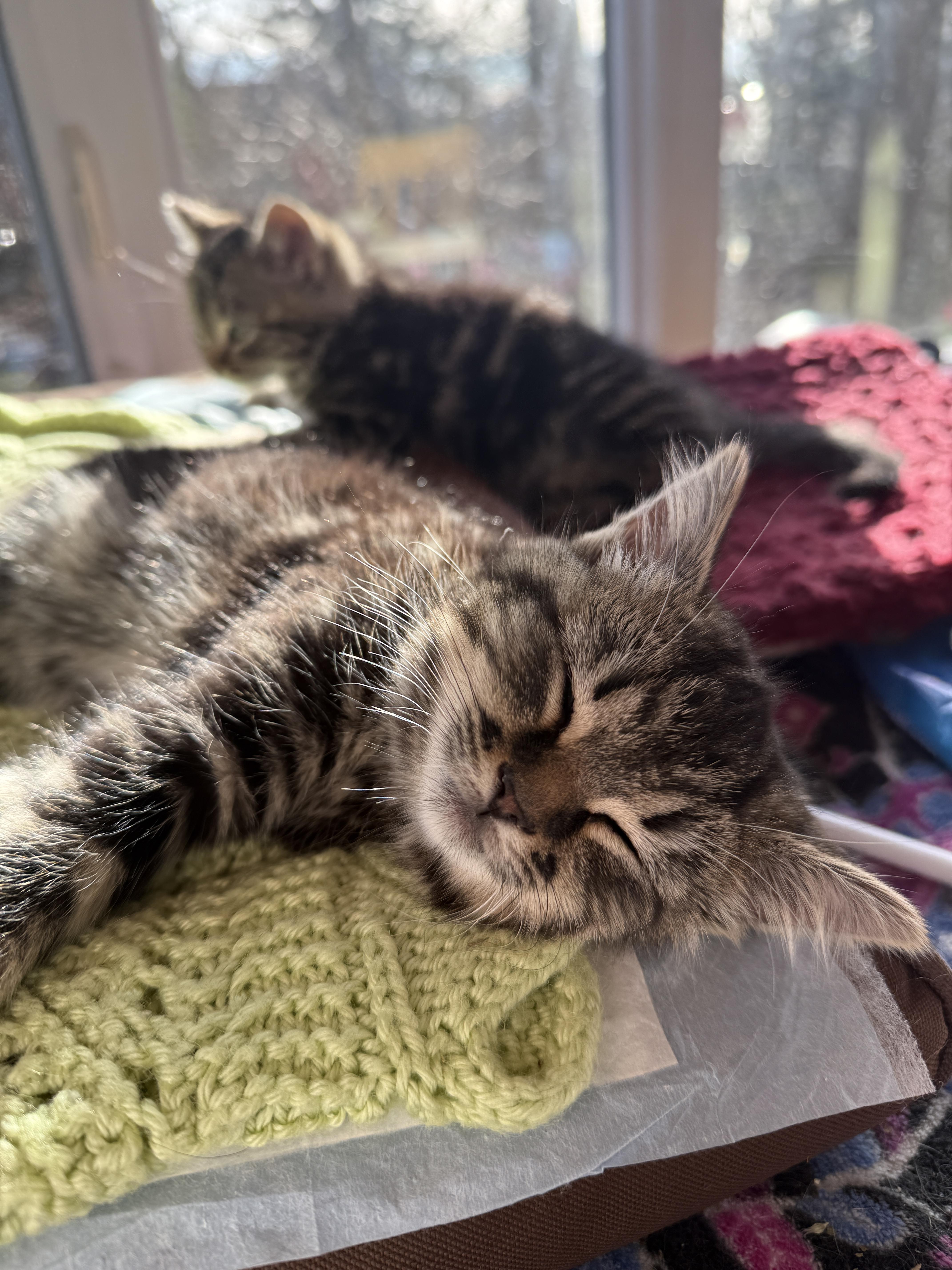 Enlarge Hazel, Moose, Meg & Tulah , a ADOPTABLE Domestic Short Hair in Canton, MA image 2/6