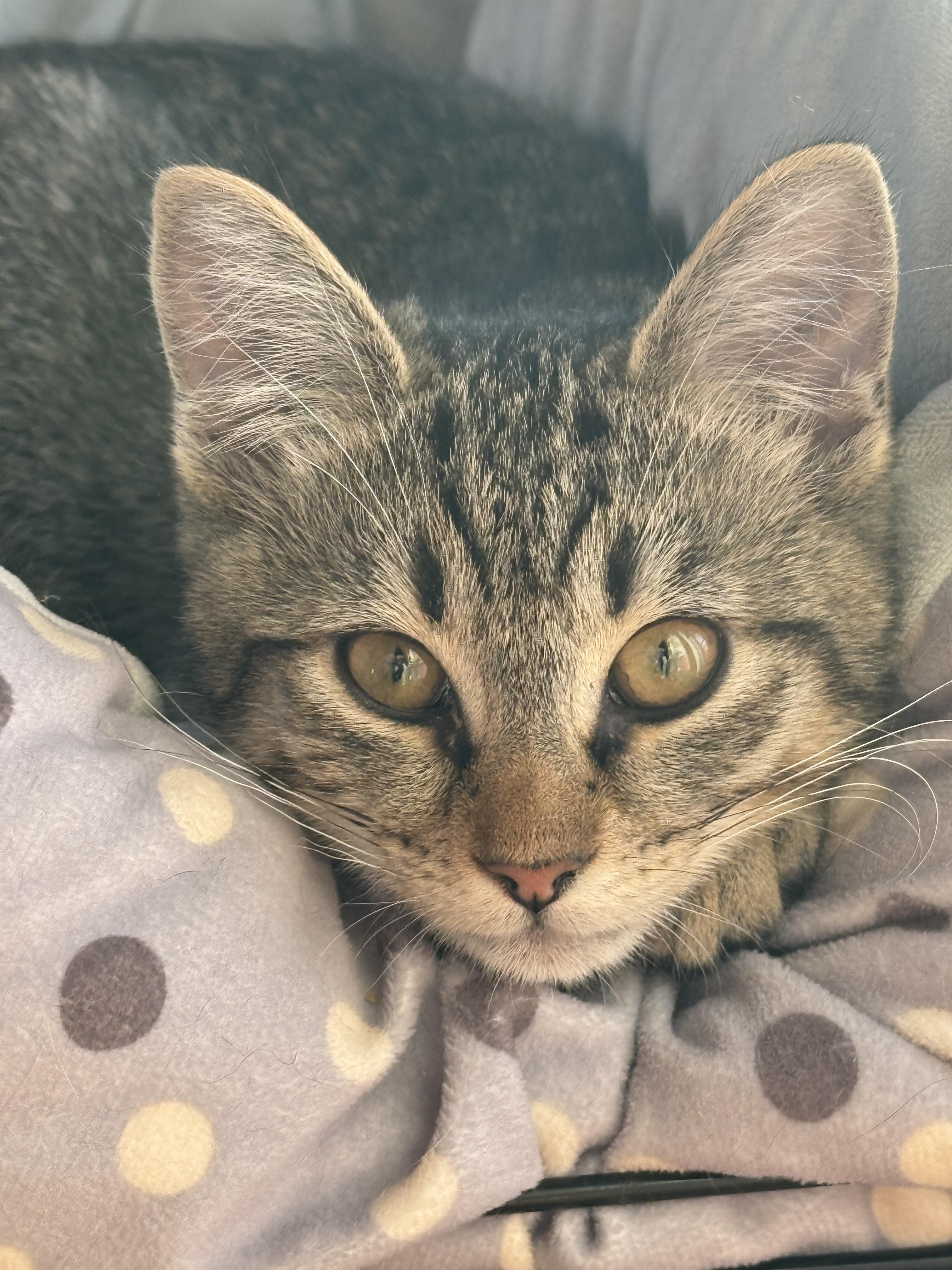 Enlarge Hazel, Moose, Meg & Tulah , a ADOPTABLE Domestic Short Hair in Canton, MA image 3/6