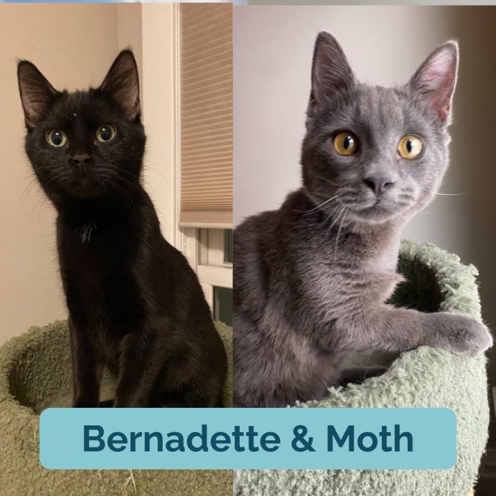 Bernadette (FeLV+) / Moth (FeLV+), Adoptable, Young Female Domestic Short Hair.
