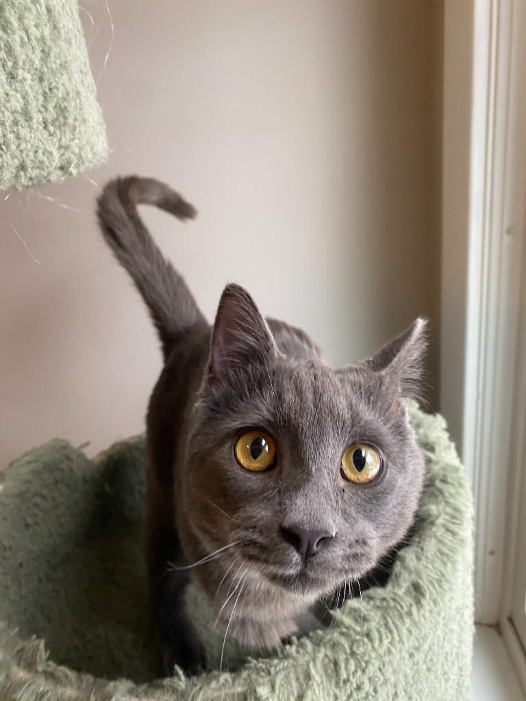 Bernadette (FeLV+) / Moth (FeLV+), a Adoptable mixed breed in Minneapolis, MN image 2/6