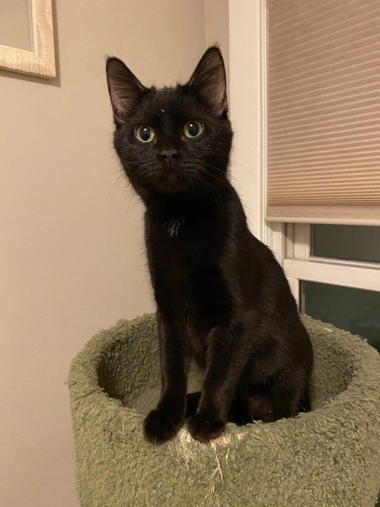 Bernadette (FeLV+) / Moth (FeLV+), a Adoptable mixed breed in Minneapolis, MN image 3/6