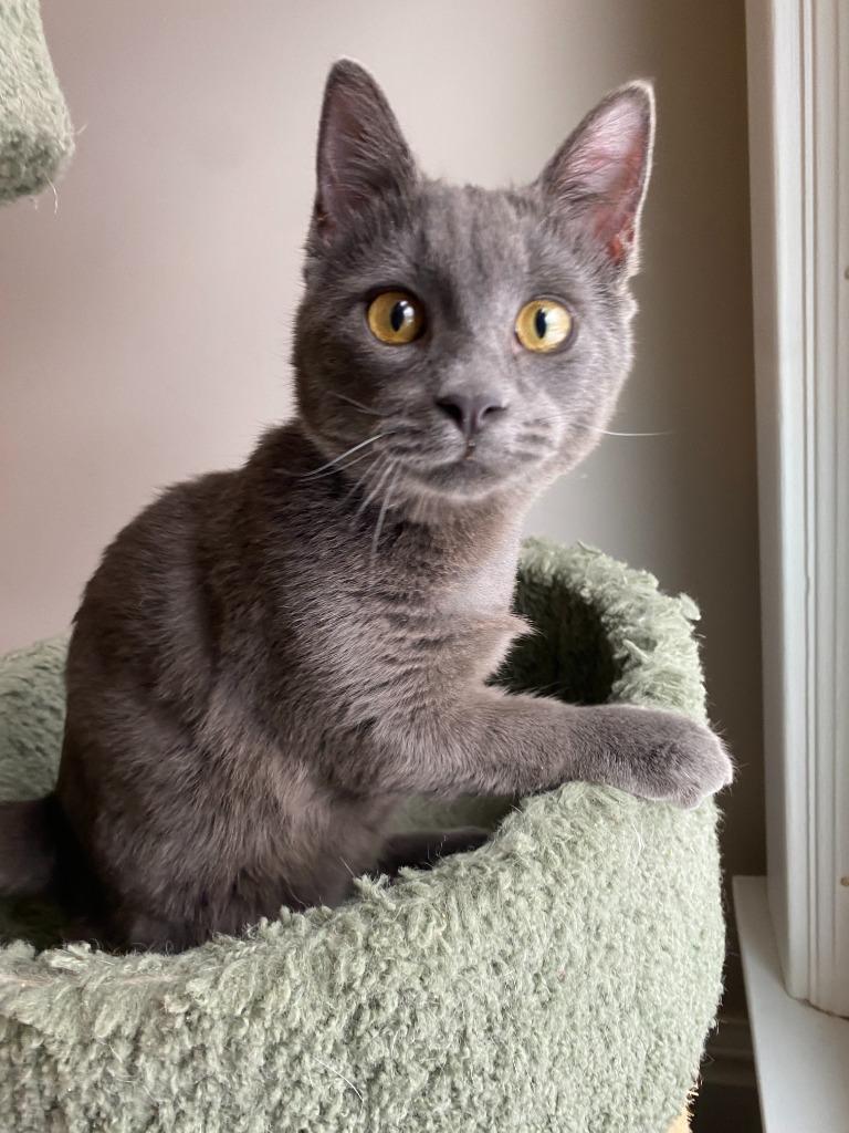 Bernadette (FeLV+) / Moth (FeLV+), a Adoptable mixed breed in Minneapolis, MN image 5/6