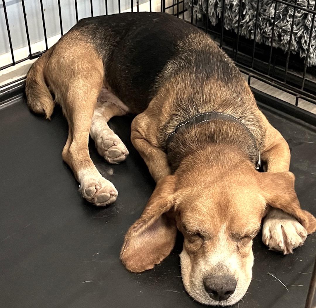 Joker, a Adoptable Beagle in Tomball, TX image 2/6